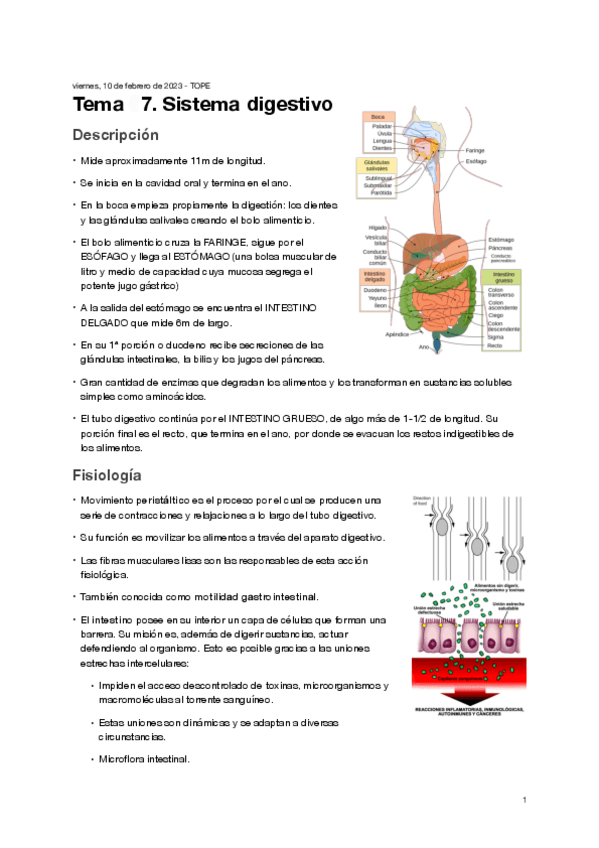 Miniatura del documento Tema-7.-Sistema-digestivo.pdf