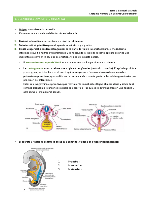 Miniatura del documento Anatomia-genitourinario (completo, falta ap.masculino).pdf