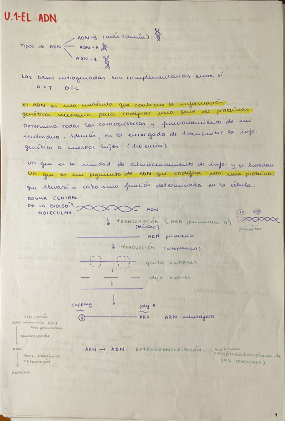 Miniatura del documento T1-El-ADN.pdf