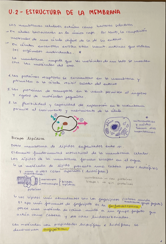 Miniatura del documento T2-Estructura-de-la-membrana.pdf