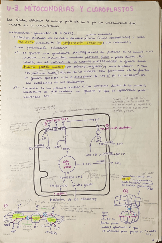 Miniatura del documento T3-Mitocondria-y-cloroplastos.pdf