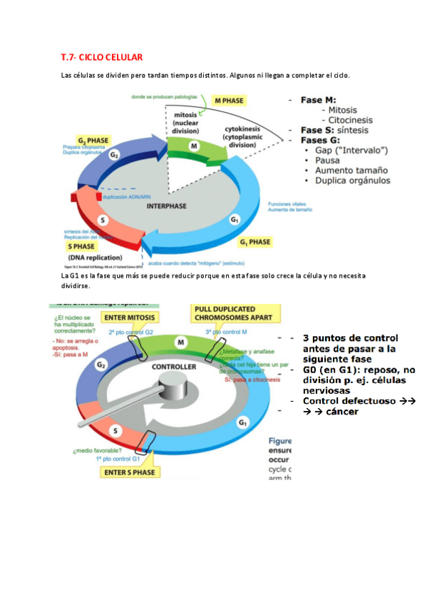 Miniatura del documento T7-Ciclo-celular.pdf