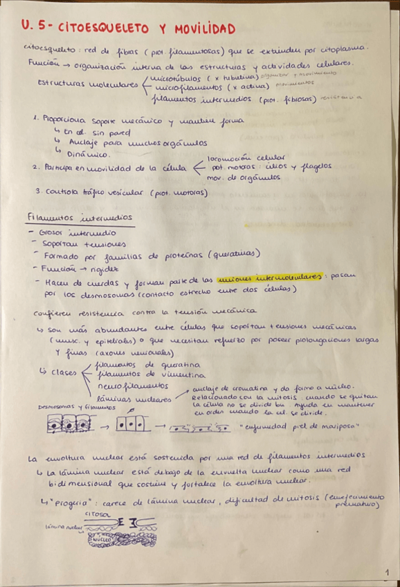 Miniatura del documento T5-Citoesqueleto-y-movilidad.pdf