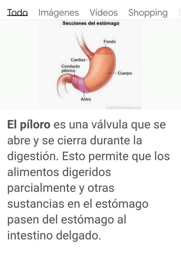 Miniatura del documento El-piloro.jpg