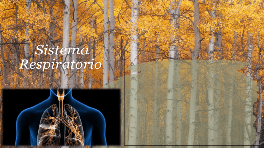 Miniatura del documento Sistema-Respiratorio.pdf
