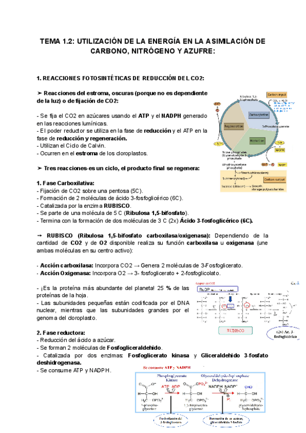 Miniatura del documento TEMA-1.2-UTILIZACION-DE-LA-ENERGIA-EN-LA-ASIMILACION-DE-CARBONO-NITROGENO-Y-AZUFRE.pdf