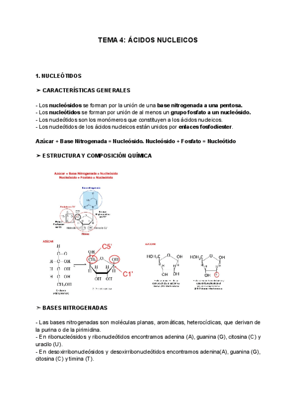 Miniatura del documento TEMA-4-ACIDOS-NUCLEICOS.pdf