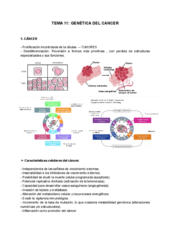 Miniatura del documento TEMA-11-GENETICA-DEL-CANCERIMP.pdf