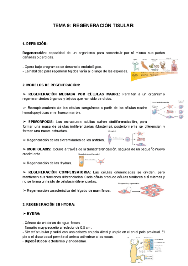 Miniatura del documento TEMA-9-REGENERACION-TISULAR.pdf