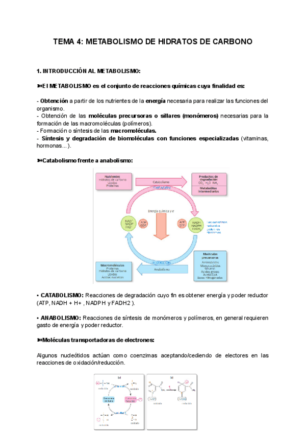 Miniatura del documento TEMA-4-METABOLISMO-DE-HIDRATOS-DE-CARBONO.pdf
