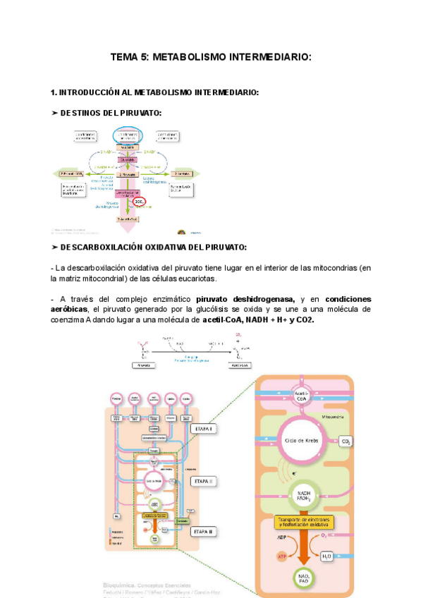 Miniatura del documento TEMA-5-METABOLISMO-INTERMEDIARIO.pdf
