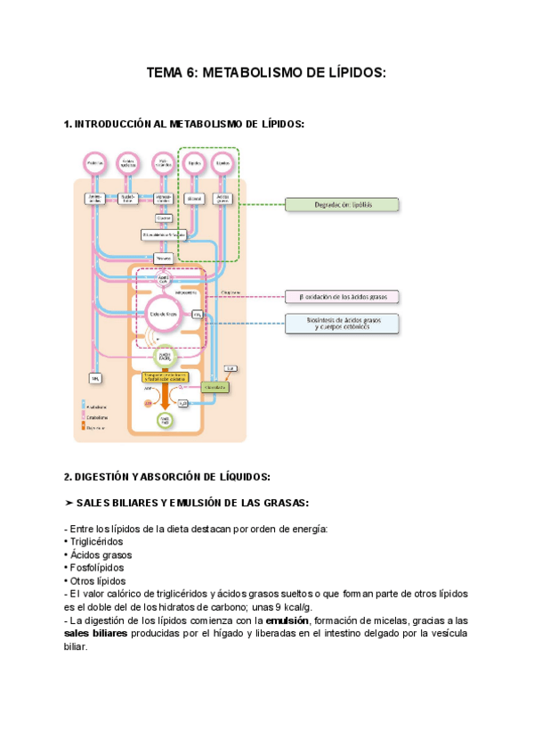 Miniatura del documento TEMA-6-METABOLISMO-DE-LIPIDOS.pdf