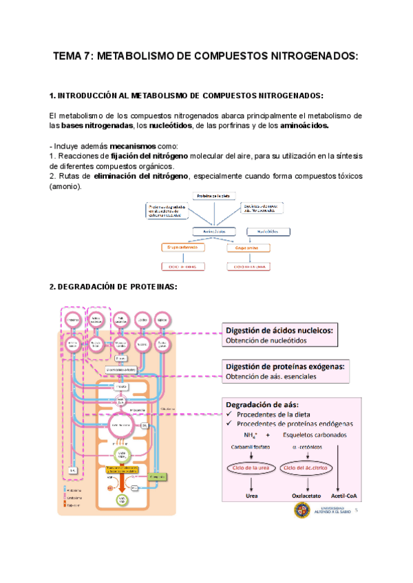 Miniatura del documento TEMA-7-METABOLISMO-DE-COMPUESTOS-NITROGENADOS-1.pdf