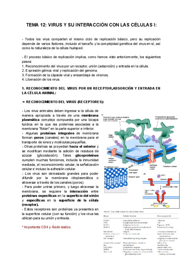 Miniatura del documento TEMA-12-VIRUS-Y-SU-INTERACCION-CON-LAS-CELULAS-I.pdf