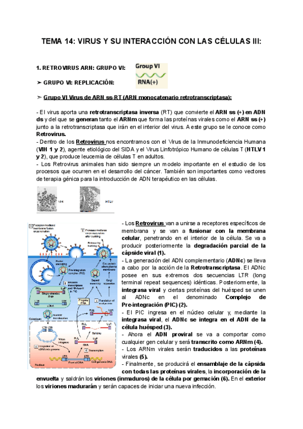 Miniatura del documento TEMA-14-VIRUS-Y-SU-INTERACCION-CON-LAS-CELULAS-III.pdf