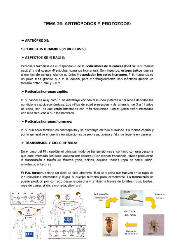 Miniatura del documento TEMA-25-ARTROPODOS-Y-PROTOZOOS.pdf