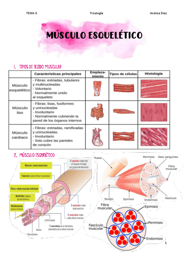 Miniatura del documento TEMA-8-Musculo-Esqueletico.pdf