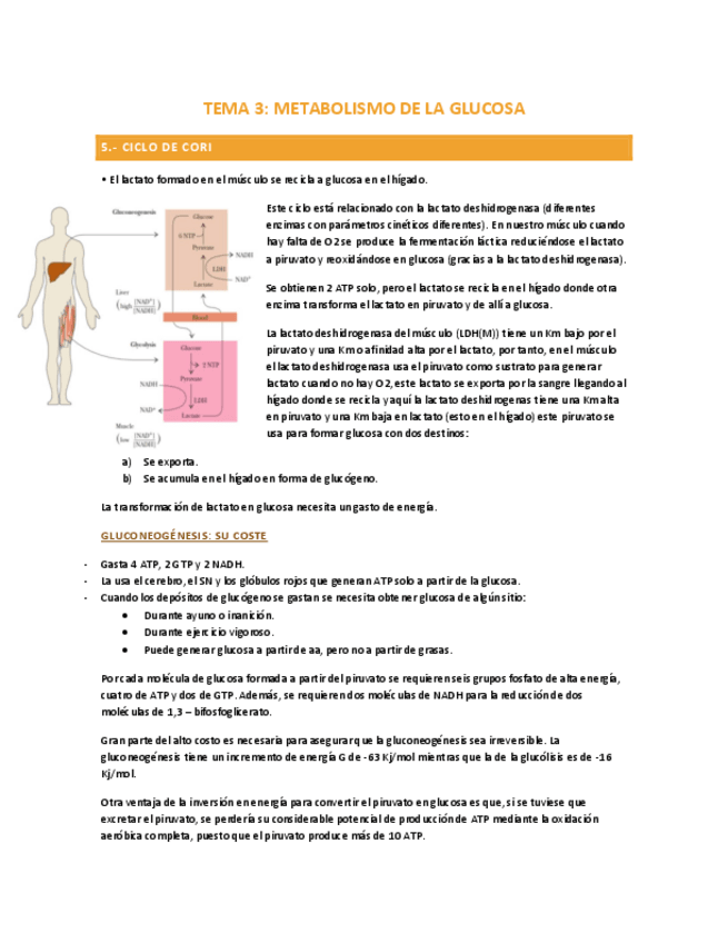 Miniatura del documento TEMA-3-p.2-METABOLISMO-DE-LA-GLUCOSA.pdf