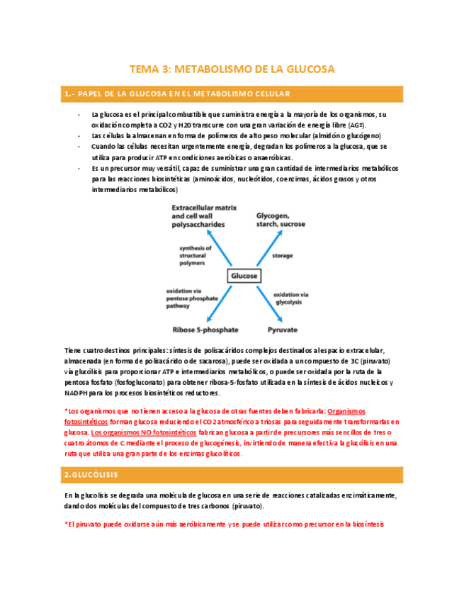 Miniatura del documento TEMA-3-METABOLISMOS-DE-LA-GLUCOLSA-P.1.pdf