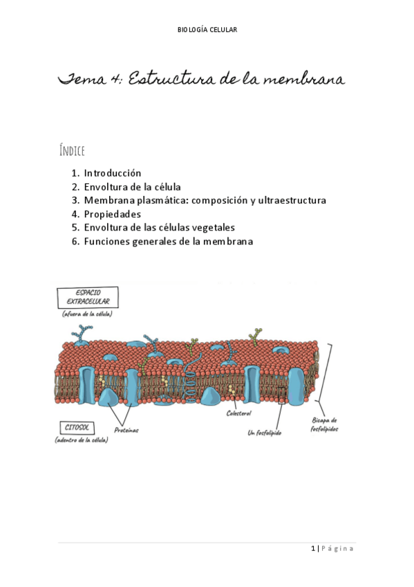 Miniatura del documento TEMA-4-ESTRUCTURA-DE-LA-MEMBRANA.pdf