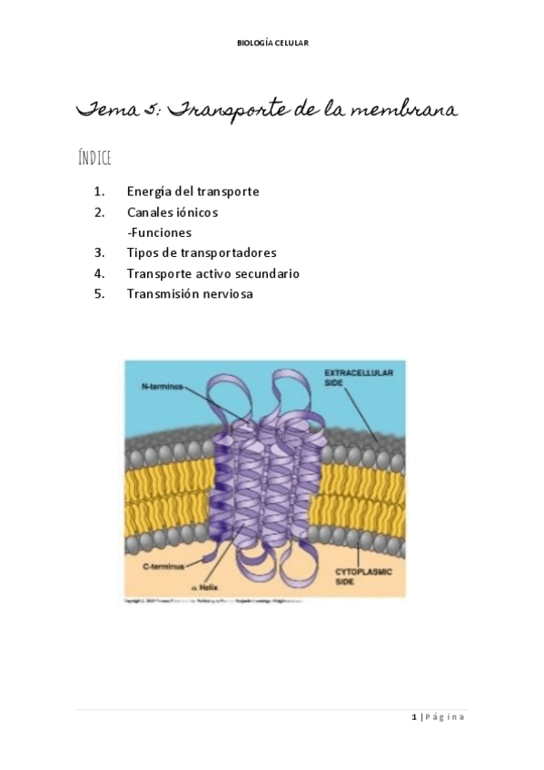 Miniatura del documento TEMA-5-TRANSPORTE-DE-MEMBRANA.pdf