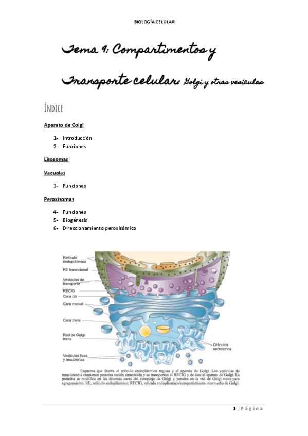 Miniatura del documento TEMA-9-APARATO-DE-GOLGI.pdf