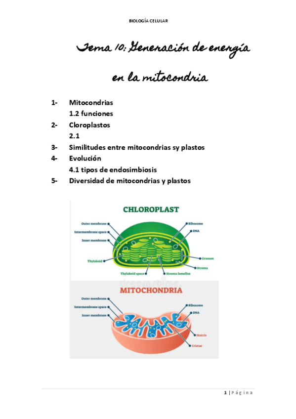 Miniatura del documento TEMA-11-GENERACION-DE-E-EN-LA-MITOCONTDRIA-Y-LOS-PLASTOS.pdf