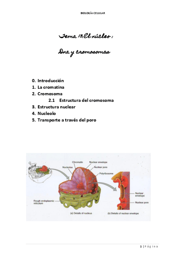 Miniatura del documento TEMA-13-DNA-Y-CROMOSOMAS.pdf
