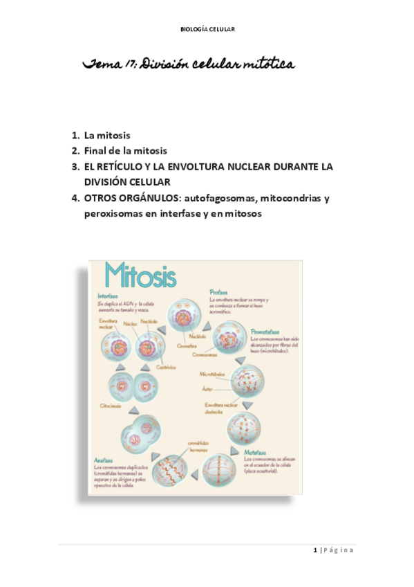 Miniatura del documento TEMA-17-AUTOESTUDDIO.pdf
