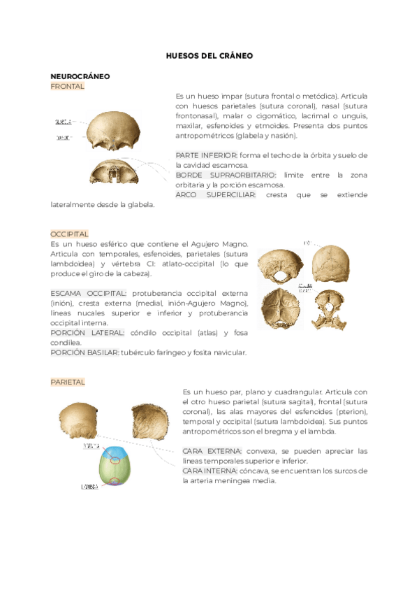 Miniatura del documento ANEXO-II.-HUESOS-DEL-CRANEO.pdf