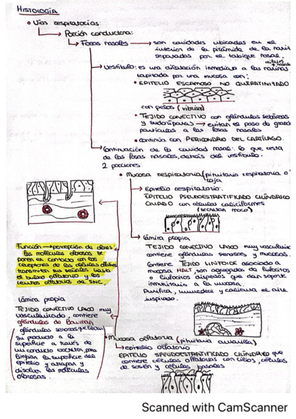 Miniatura del documento Histologia-Aparato-Respiratorio.pdf