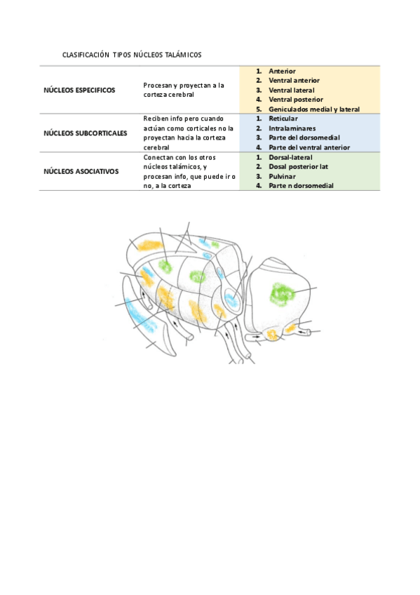Miniatura del documento CLASIFICACION-TIPOS-NUCLEOS-TALAMICOS.pdf