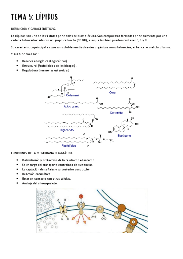 Miniatura del documento TEMA-5-LIPIDOS.pdf