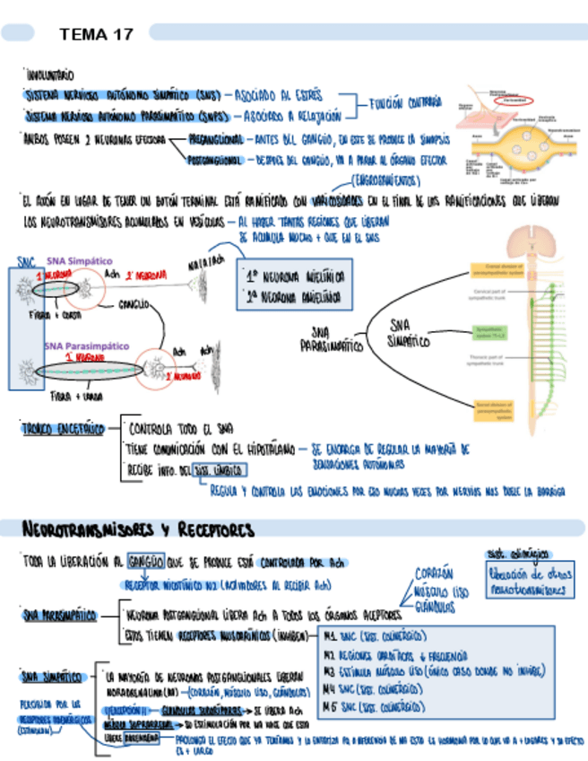 Miniatura del documento TEMA-17-SISTEMA-NERVIOSO-AUTONOMO.pdf