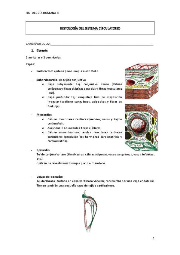 Miniatura del documento BLOQUE-I-CARDIO-Y-ENDOCRINO.pdf
