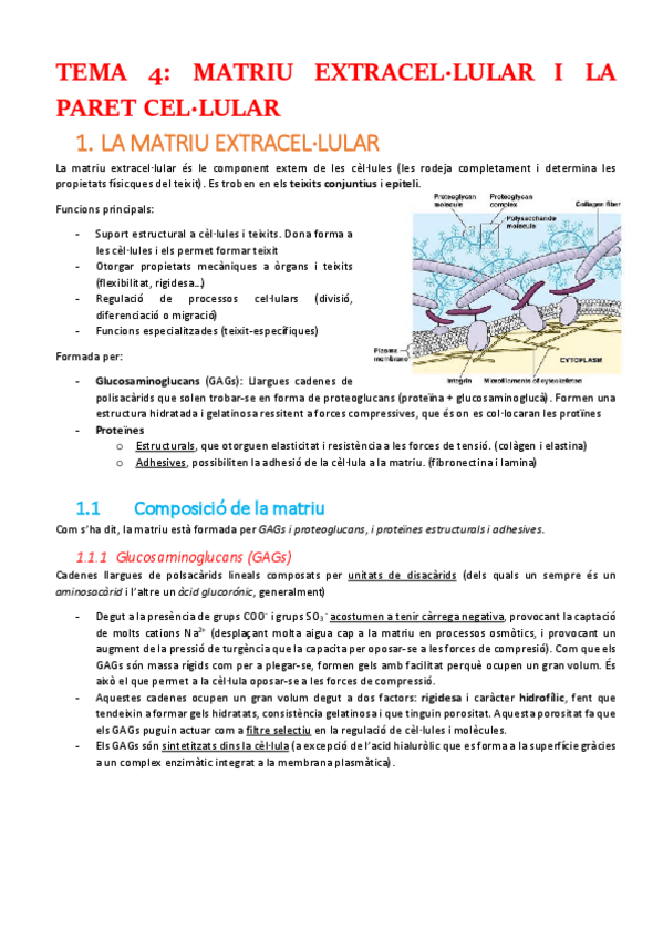Miniatura del documento APUNTS-PARCIAL-1-BIOCEL-T45891011.pdf
