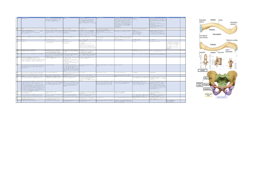 Miniatura del documento Huesos-Resumenes-anatomia.pdf