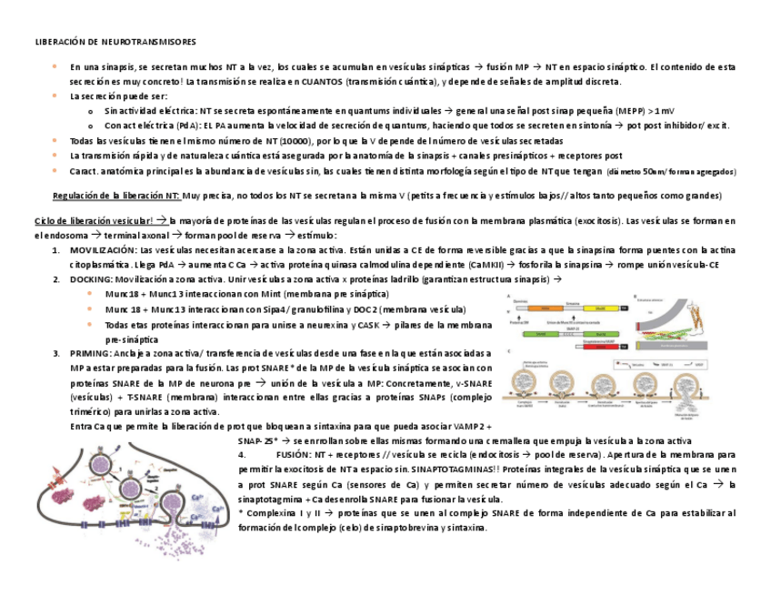 Miniatura del documento esquemaLIBERACION-DE-NEUROTRANSMISORES.pdf