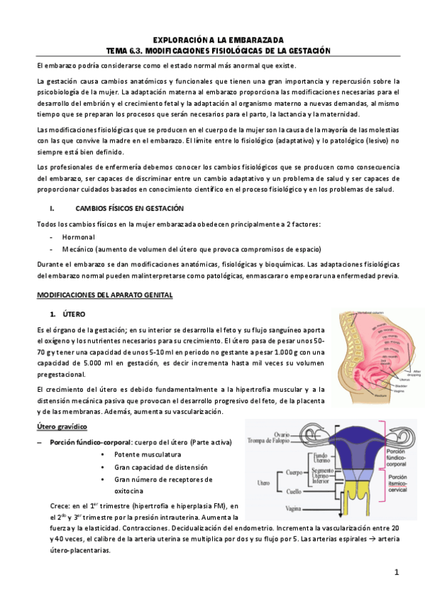 Miniatura del documento TEMA-6.3.-MODIFICACIONES-FISIOLOGICAS-DE-LA-GESTACION.pdf