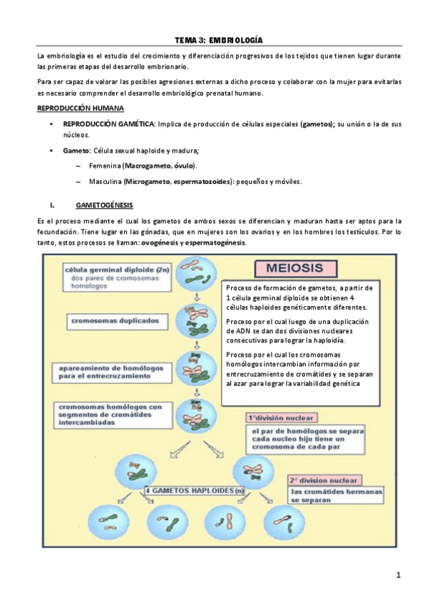 Miniatura del documento TEMA-3-EMBRIOLOGIA.pdf
