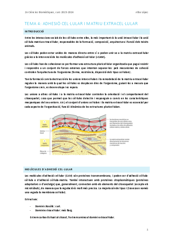 Miniatura del documento Tema-4.-Adhesio-cellular-i-matriu-extracellular.pdf