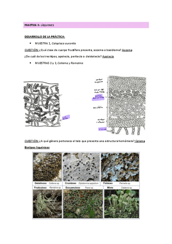 Miniatura del documento Practica-3-Liquenes.pdf