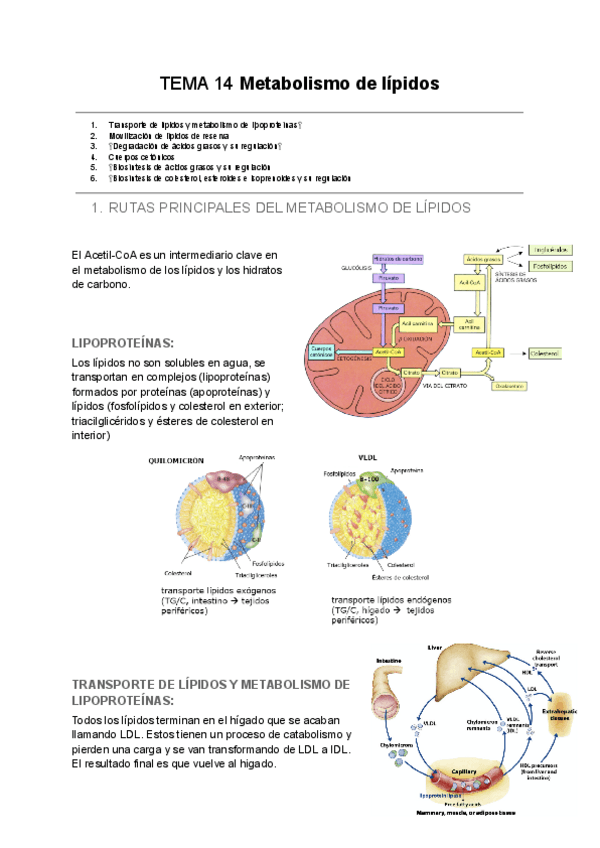 Miniatura del documento TEMA-14-Metabolismo-de-lipidos.pdf