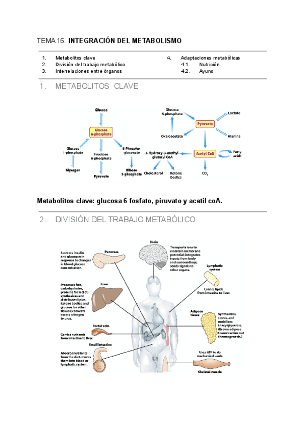 Miniatura del documento TEMA-16-2.pdf