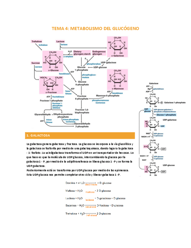 Miniatura del documento TEMA-4-METABOLISMO-DEL-GLUCOGENO.pdf