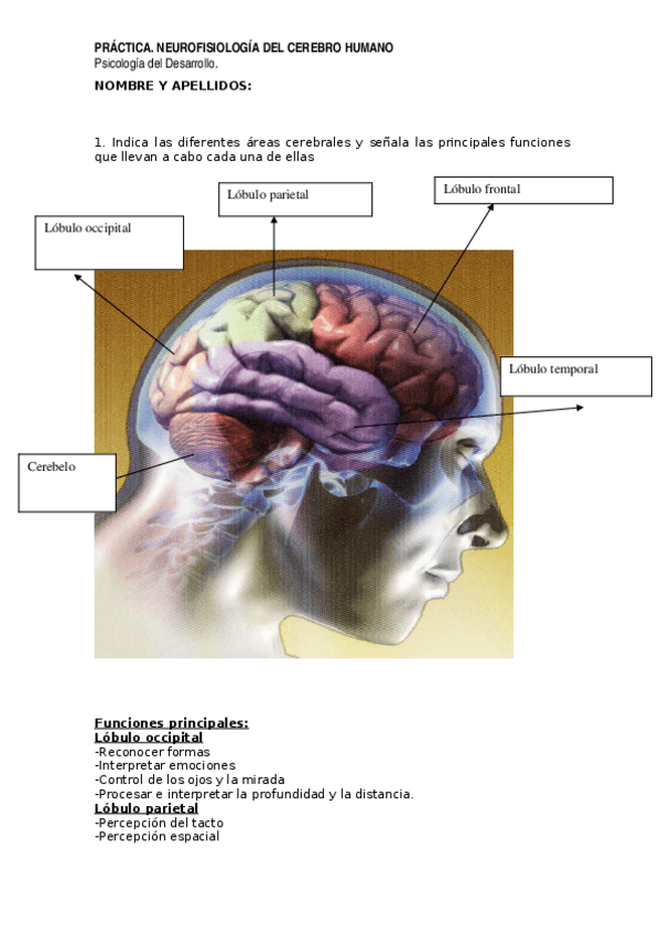 Miniatura del documento Neurofisiologia-cerebro-Practica-2.doc