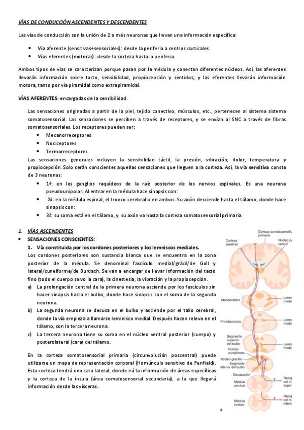 Miniatura del documento VÍAS DE CONDUCCIÓN ASCENDENTES Y DESCENDENTES.pdf