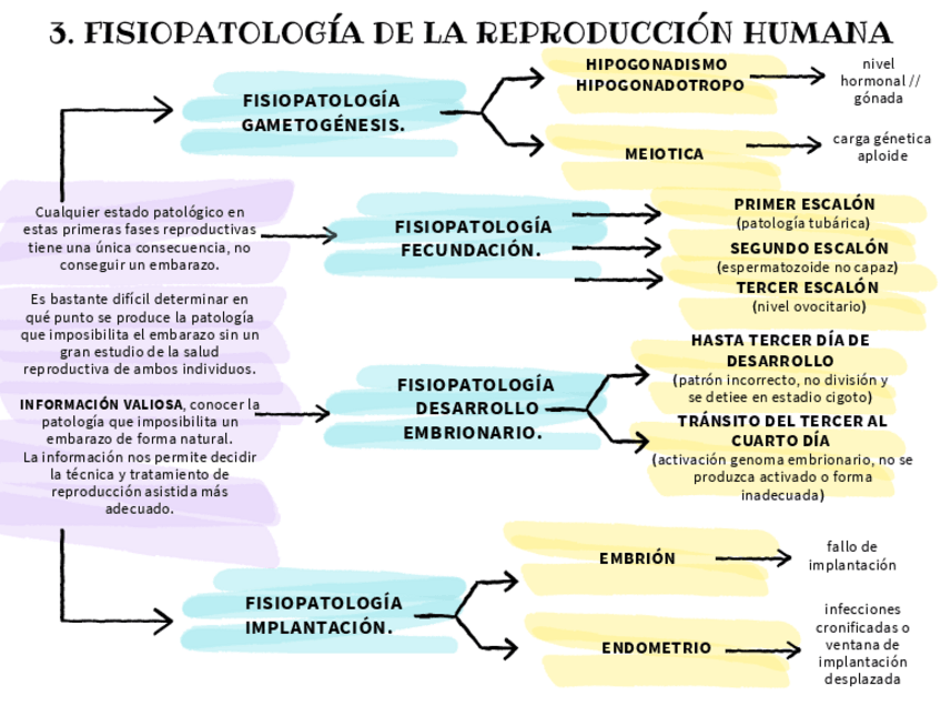 Miniatura del documento embriones-triploides-trabajo.pdf