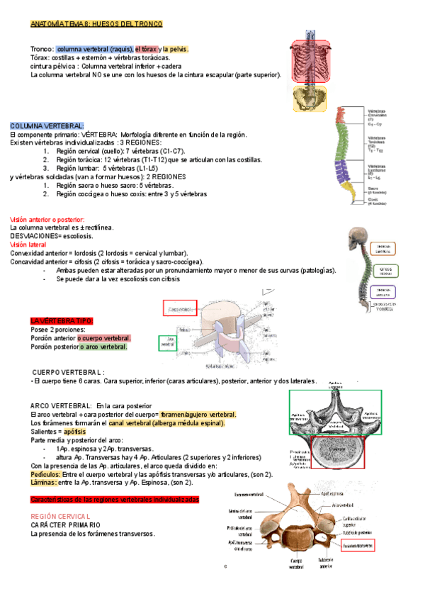 Miniatura del documento ANATOMIA-TEMA-8-HUESOS-DEL-TRONCO.pdf