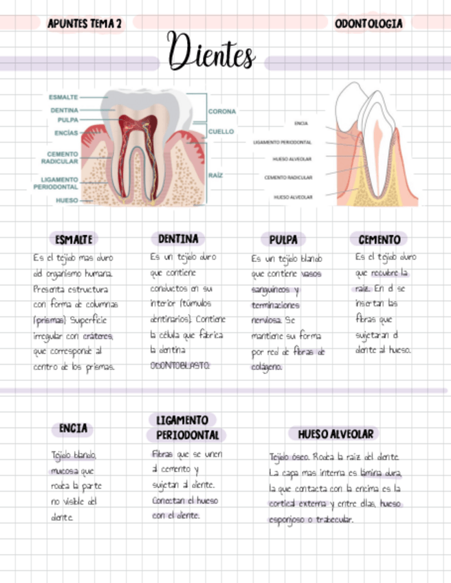 Miniatura del documento Apuntes-Tema-2-odontologia.pdf